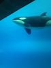 Swim with a killer whale