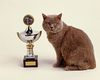 Trophy to the greatest pet ever 