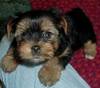 Toy Yorkie