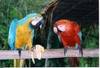 Parrots