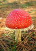 A Toadstool