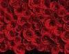 1 million ~Valentines~  roses