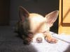 ChiHuAhUa miNi
