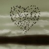some love birds
