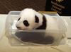 Baby panda to go..