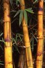 bamboo for pandas