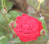 Red Rose from my garden