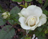 White Rose from my garden
