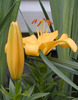 Yellow Lily from my garden