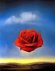 Magic Rose