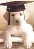 A Diploma for Best Owner!!