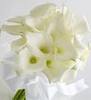 White Calla lillies