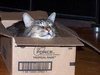 cat-in-a-box!