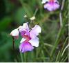 vanda miss joaquim