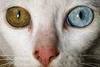 Cat Contact Lenses