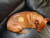 Dog grafitti