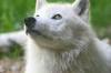 a loyal pet  (Arctic Wolf)