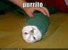 Purrito