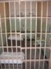 Visit to Alcatraz for Pet Thiefs