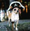A Pirate Puppy