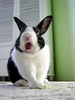 A yawning bunny