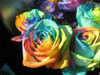 Rainbow Roses