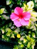 flower..