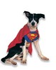 Super Dog Costume!