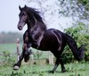 Fresian Horse