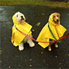 raincoats