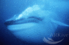 A Blue Whale