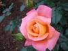 Pink rose