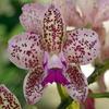Caudebec Orchid.