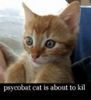 Psycho Killer Kitty