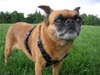 Brussels Griffon