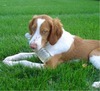 Brittany Spaniel