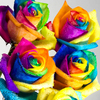 Rainbow roses