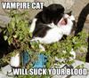Lurking Vampire Kitty