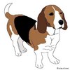 Basset Hound