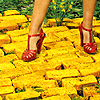 A Walk on the Yellow Brick Road