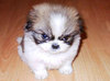 angry pup