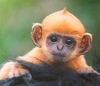 A Ginger Baby Monkey