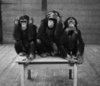 We Three Monkeys
