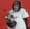 Will you be my monkey bride?