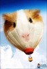 Hamster-baloon