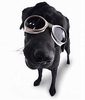 Doggle Goggles