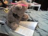 Study Bear