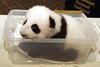 Panda in a box!