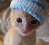 a kitten with a cool cap.