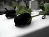 Dark Rose